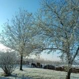 dans le givre