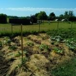 vegetable garden