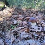 forest mushroom