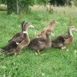 les canards