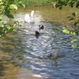 la mare aux canards